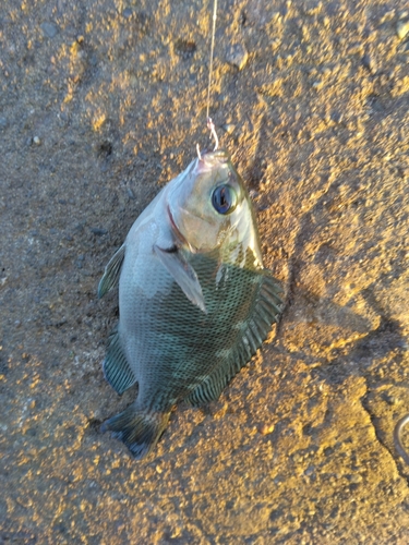 メジナの釣果