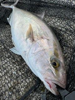 ネリゴの釣果