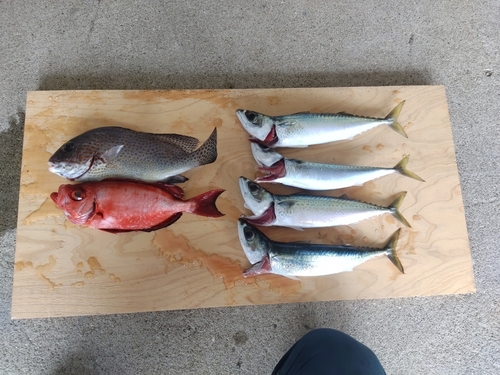 サバの釣果