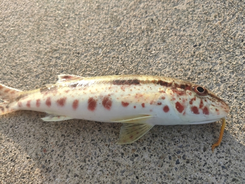 ヨメヒメジの釣果