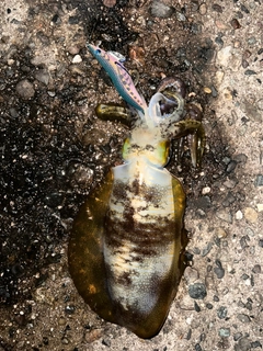 アオリイカの釣果