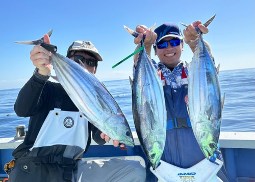 カツオの釣果