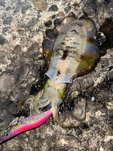 アオリイカの釣果