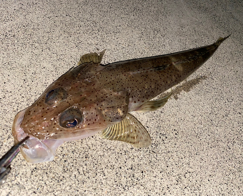 コチの釣果