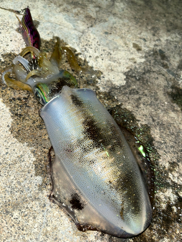 アオリイカの釣果