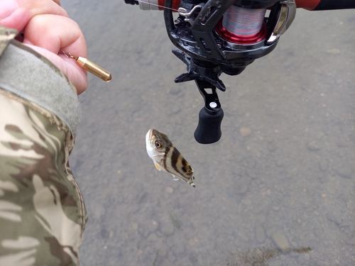 コトヒキの釣果