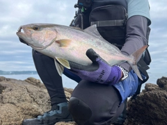 ショゴの釣果