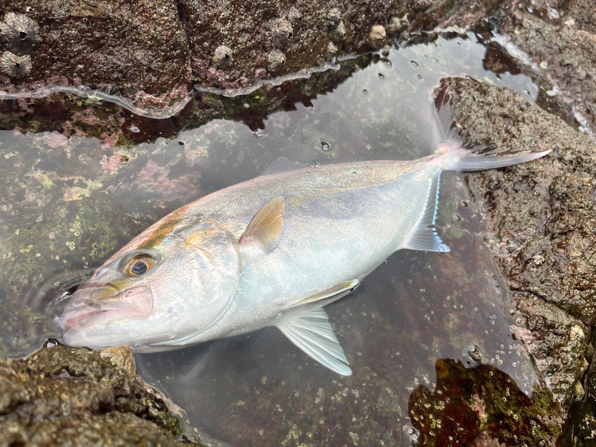 信田 恵輔（兄やん）さんの釣果 2枚目の画像