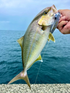 ネリゴの釣果