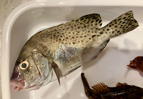 コショウダイの釣果