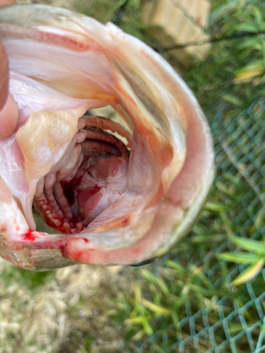 ブラックバスの釣果