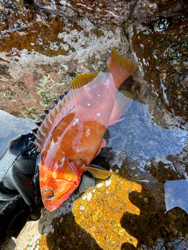 アカハタの釣果