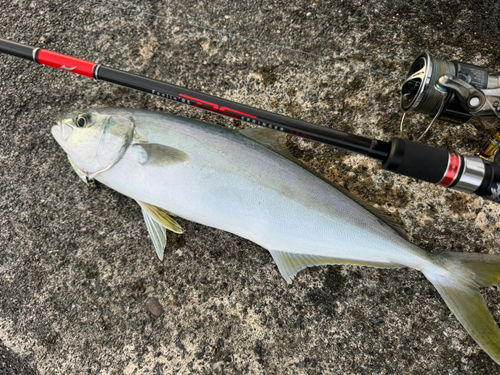 ヒラマサの釣果