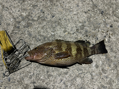 オオモンハタの釣果