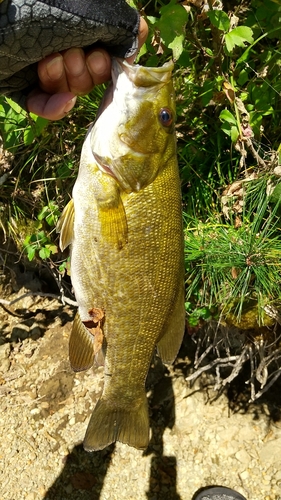 スモールマウスバスの釣果