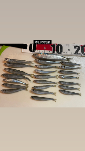 イワシの釣果