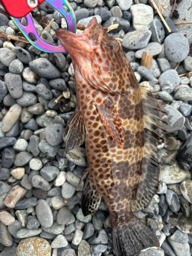 オオモンハタの釣果