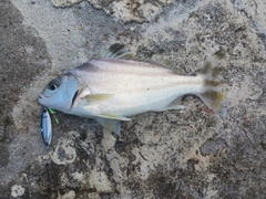 コトヒキの釣果