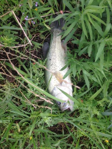 ブラックバスの釣果