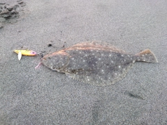 ソゲの釣果