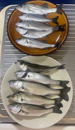 セイゴ（マルスズキ）の釣果