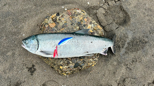 アキアジの釣果