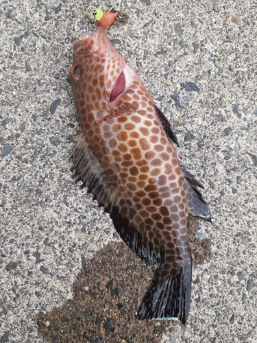 オオモンハタの釣果