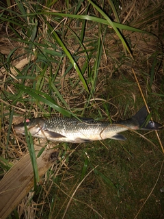 ニゴイの釣果