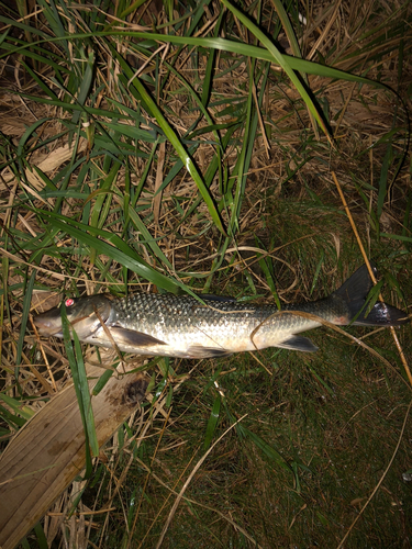 ニゴイの釣果