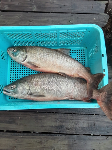 サケの釣果