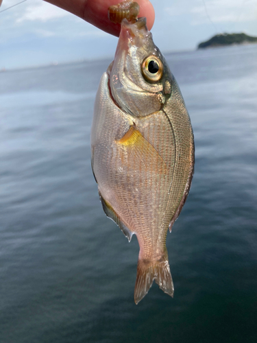 ウミタナゴの釣果