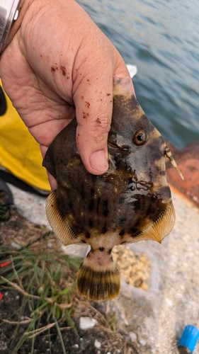 カワハギの釣果