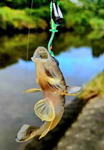 ハゼの釣果