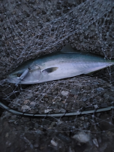 ハマチの釣果