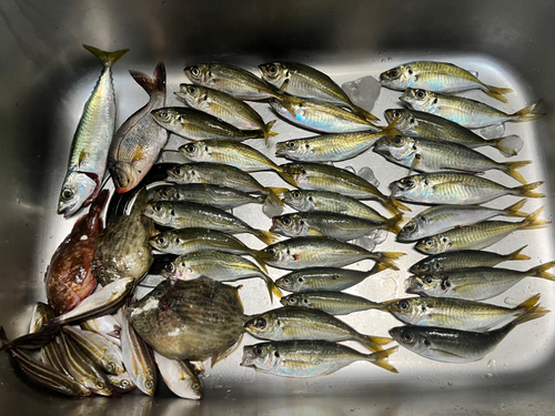 アジの釣果