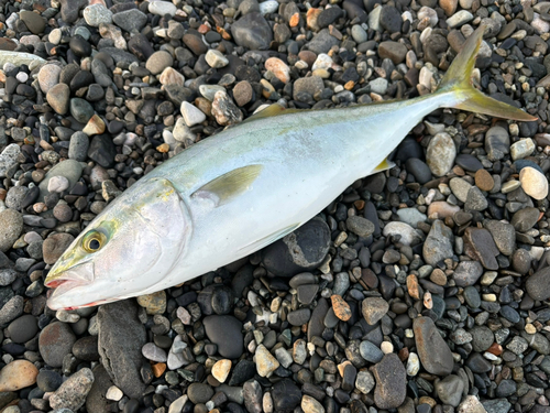 イナダの釣果