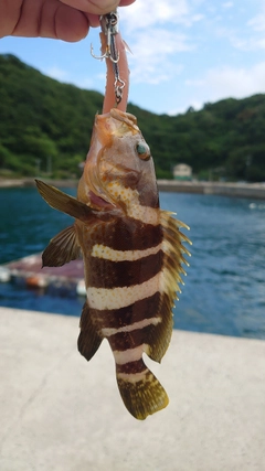 アオハタの釣果