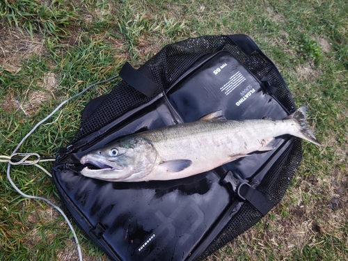 シロザケの釣果