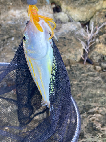 ミナミヒメジの釣果