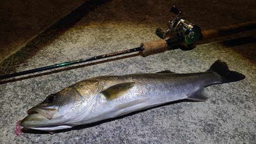 スズキの釣果