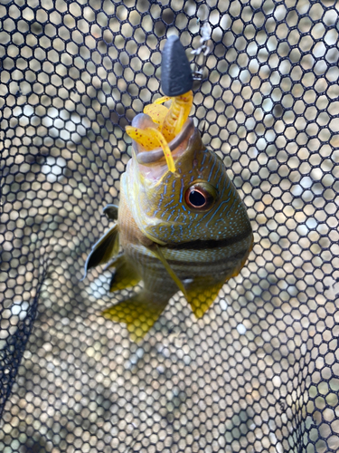 クロホシフエダイの釣果