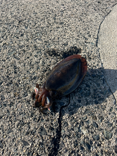 コウイカの釣果