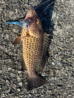 ハタの釣果