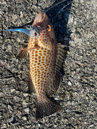 ハタの釣果