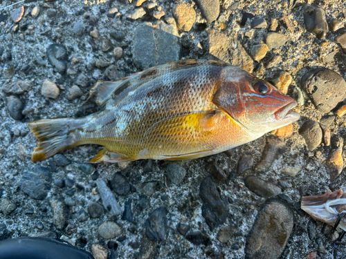 フエダイの釣果