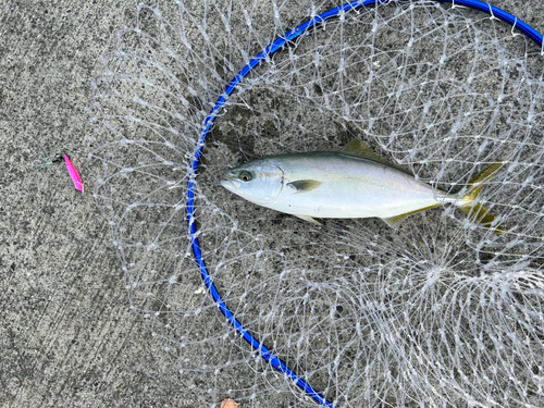 イナダの釣果