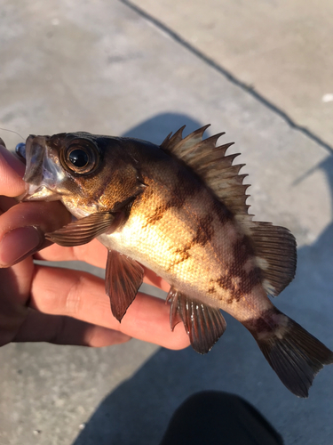 メバルの釣果