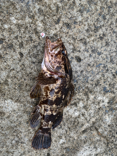 ベッコウゾイの釣果