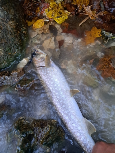 アメマスの釣果