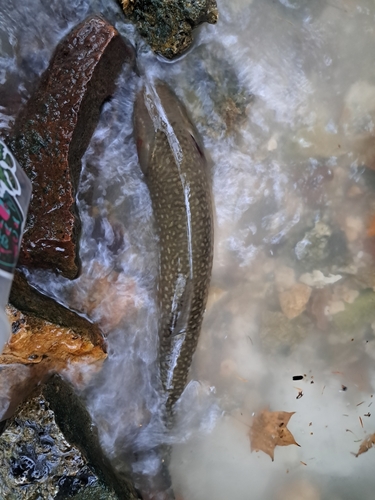 アメマスの釣果